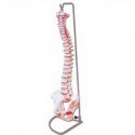 LIFE-SIZE HUMAN VERTEBRAL COLUMN WITH PELVIS (FLEXIBLE)